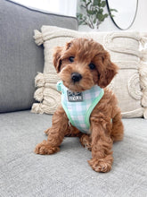 Sweet Apple Harness